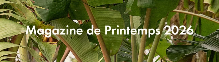 Spring extra collection 2026