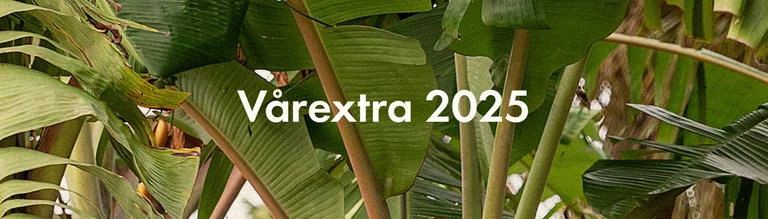 Spring extra collection 2026