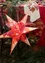 “Baluns” paper Christmas star (lava red One Size)