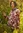 Neulepusero ”Wildwood” ekologista/kierrätettyä puuvillaa - terrakotta