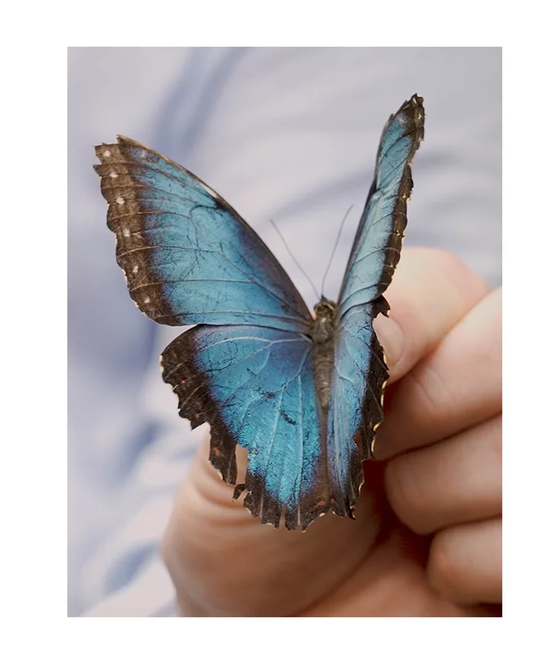 A close-up of a blue butterfly resting on a hand.